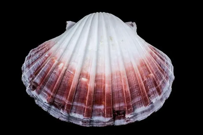 Framed Print : Close-up of a red and white Pecten jacobaeus scallop shell from the Pectinidae family Framed Print : Close-up of a red and white Pecten jacobaeus scallop shell from the Pectinidae family