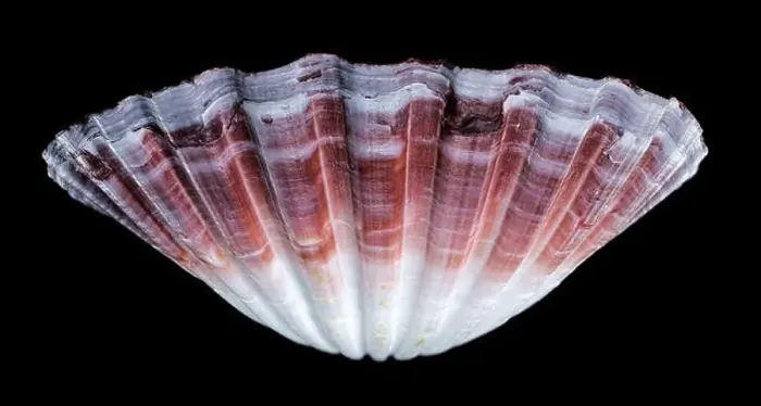 Framed Print : Close-up of a red and white Pecten jacobaeus scallop shell from the Pectinidae family Framed Print : Close-up of a red and white Pecten jacobaeus scallop shell from the Pectinidae family