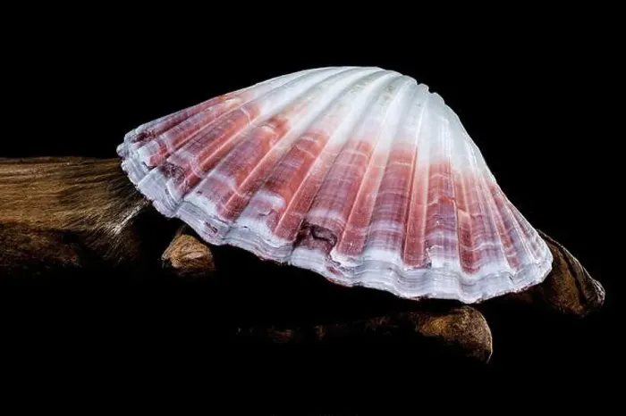 Framed Print : Close-up of a red and white Pecten jacobaeus scallop shell from the Pectinidae family Framed Print : Close-up of a red and white Pecten jacobaeus scallop shell from the Pectinidae family