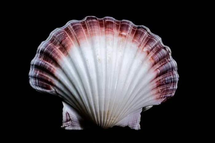 Framed Print : Close-up of a red and white Pecten jacobaeus scallop shell from the Pectinidae family Framed Print : Close-up of a red and white Pecten jacobaeus scallop shell from the Pectinidae family