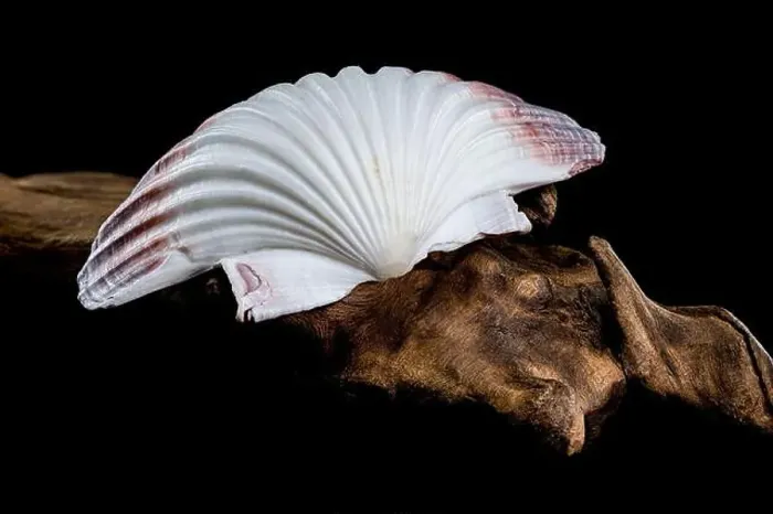 Framed Print : Close-up of a red and white Pecten jacobaeus scallop shell from the Pectinidae family Framed Print : Close-up of a red and white Pecten jacobaeus scallop shell from the Pectinidae family