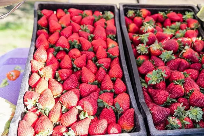 Framed Print : Close-up of ripe red organic strawberries ready to sell at the market. Selective focus Framed Print : Close-up of ripe red organic strawberries ready to sell at the market. Selective focus