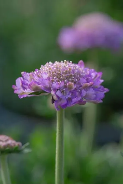 Framed Print : Close-up of Scabiosa columbaria Butterfly Blue Framed Print : Close-up of Scabiosa columbaria Butterfly Blue
