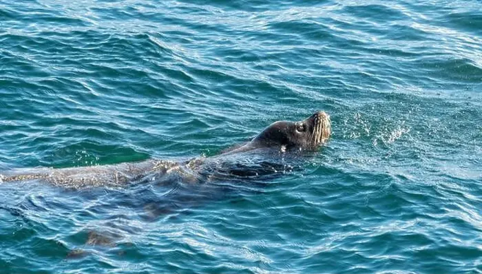 Framed Print : Close-up of a Sea Lion swimming in the Salish Sea, British Columbia, Canada Framed Print : Close-up of a Sea Lion swimming in the Salish Sea, British Columbia, Canada