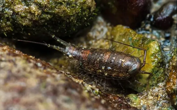 Framed Print : Close-up of a Sea Roach navigating rocks in the intertidal zone Framed Print : Close-up of a Sea Roach navigating rocks in the intertidal zone