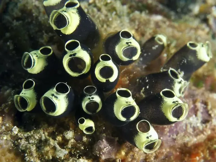 Framed Print : Close-up of sea squirts with dark colouring Framed Print : Close-up of sea squirts with dark colouring