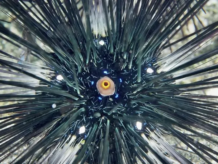 Framed Print : Close-up of a sea urchin with long black spines and central eye Framed Print : Close-up of a sea urchin with long black spines and central eye