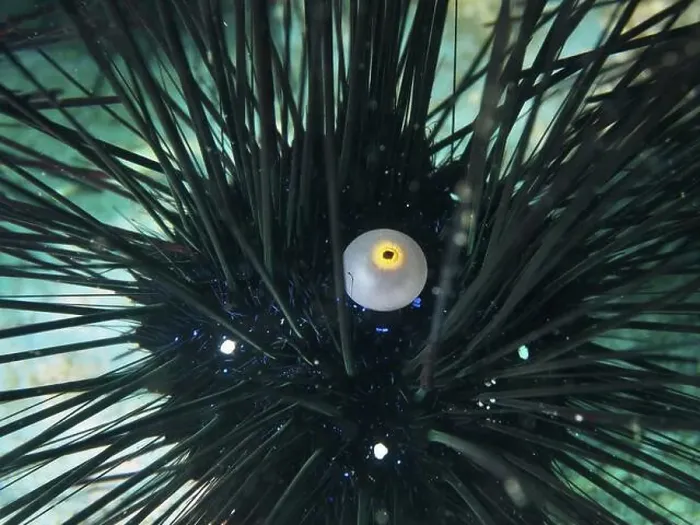 Framed Print : Close-up of a sea urchin with long spines and a yellow eye Framed Print : Close-up of a sea urchin with long spines and a yellow eye