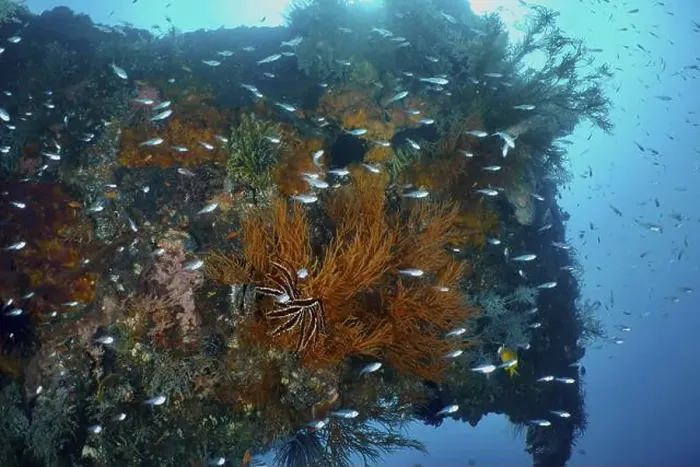 Framed Print : Close-up of a shipwreck, alive with corals and fish Framed Print : Close-up of a shipwreck, alive with corals and fish