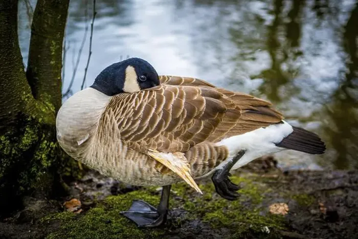 Framed Print : Close-up shot of grooming Canada goose Framed Print : Close-up shot of grooming Canada goose