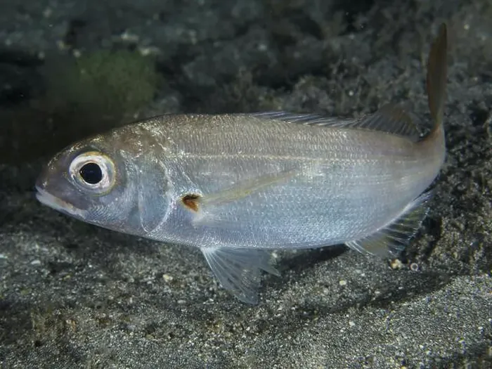 Framed Print : Close-up of a silver fish with large eye Framed Print : Close-up of a silver fish with large eye