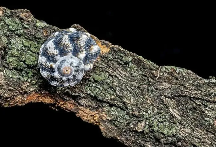 Framed Print : A close-up of a small, blue, spiky seashell resting on a piece of driftwood Framed Print : A close-up of a small, blue, spiky seashell resting on a piece of driftwood
