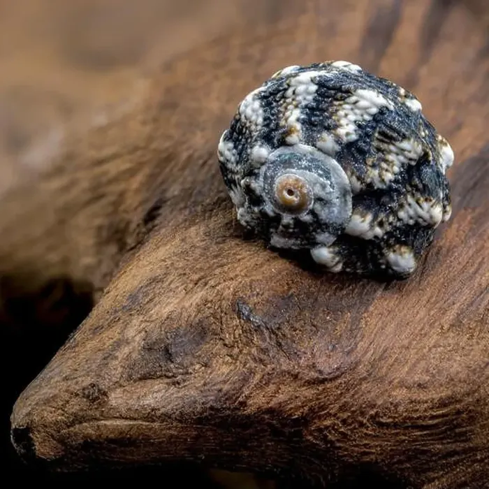 Framed Print : A close-up of a small, blue, spiky seashell resting on a piece of driftwood Framed Print : A close-up of a small, blue, spiky seashell resting on a piece of driftwood