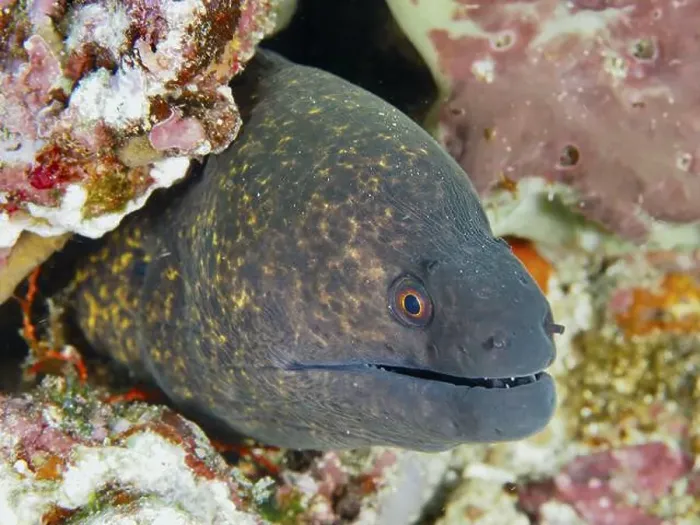Framed Print : Close-up of a sooty moray eel (Gymnothorax flavimarginatus) peeking out of a coral reef Framed Print : Close-up of a sooty moray eel (Gymnothorax flavimarginatus) peeking out of a coral reef