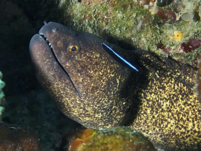 Framed Print : Close-up of a sooty moray eel (Gymnothorax flavimarginatus) with visible teeth Framed Print : Close-up of a sooty moray eel (Gymnothorax flavimarginatus) with visible teeth