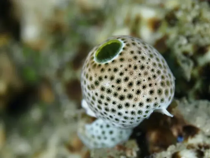 Framed Print : Close-up of a spotted robust reef scabbard (Atriolum robustum) under water Framed Print : Close-up of a spotted robust reef scabbard (Atriolum robustum) under water