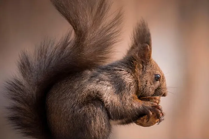 Framed Print : Close-up of a squirrel feeding on a walnut