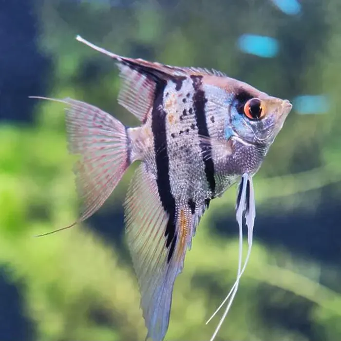 Framed Print : Close-up of striking angelfish with long fins Framed Print : Close-up of striking angelfish with long fins