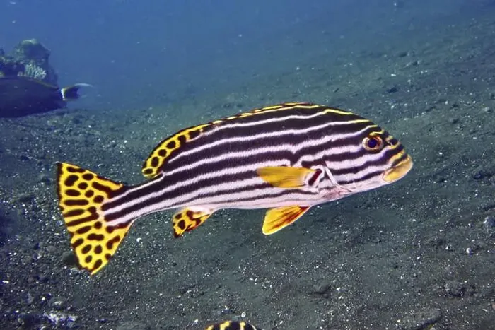 Framed Print : Close-up of a striped fish with yellow accents Framed Print : Close-up of a striped fish with yellow accents