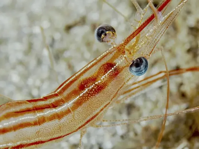 Framed Print : Close-up of a striped red-brown shrimp with striking eyes and fine details