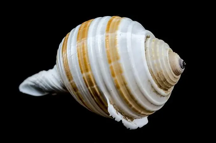 Framed Print : A close-up of a striped seashell with a glossy surface and intricate patterns, set against a stark black background Framed Print : A close-up of a striped seashell with a glossy surface and intricate patterns, set against a stark black background