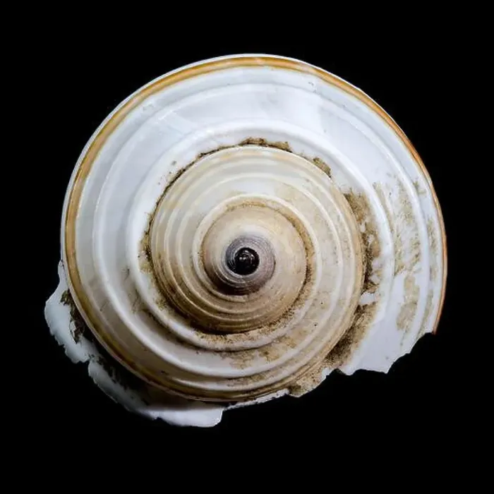 Framed Print : A close-up of a striped seashell with a glossy surface and intricate patterns, set against a stark black background Framed Print : A close-up of a striped seashell with a glossy surface and intricate patterns, set against a stark black background