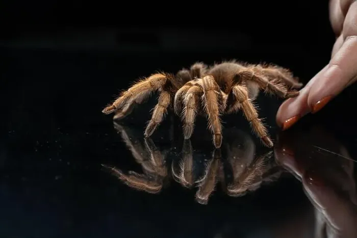 Framed Print : Close-up of tarantula spider (Theraphosidae) being placed on black reflective background Framed Print : Close-up of tarantula spider (Theraphosidae) being placed on black reflective background