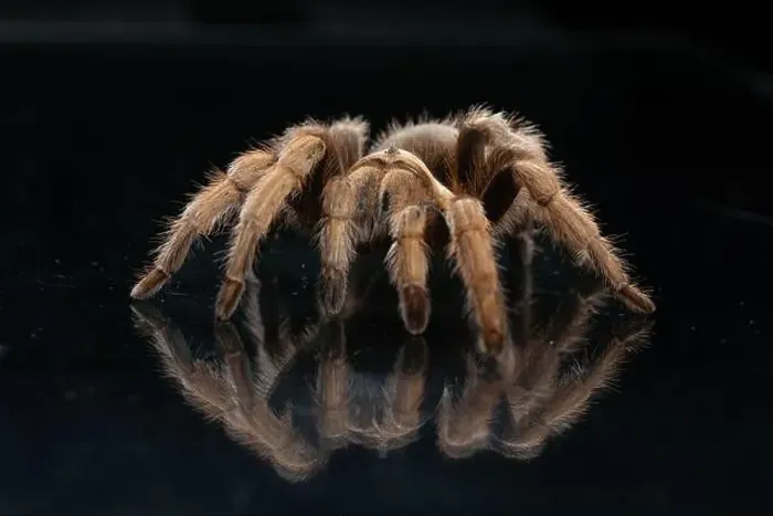 Framed Print : Close-up of tarantula spider (Theraphosidae) walking on black reflective background Framed Print : Close-up of tarantula spider (Theraphosidae) walking on black reflective background