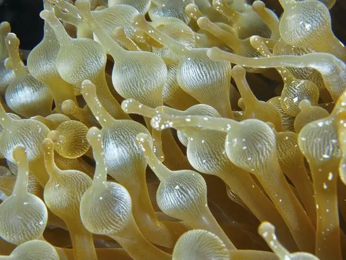 Framed Print : Close-up of the tentacles of a bubble anemone (Entacmaea quadricolor) Framed Print : Close-up of the tentacles of a bubble anemone (Entacmaea quadricolor)