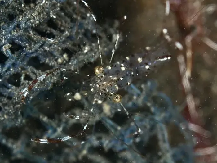 Framed Print : Close-up of a transparent shrimp Framed Print : Close-up of a transparent shrimp
