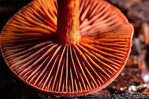 Close-up of the underside of a colorful gilled mushroom cap - North Carolina, USA