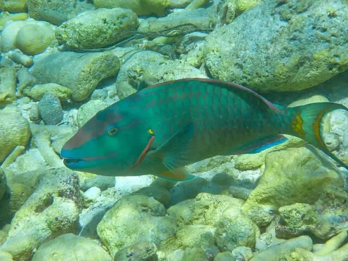 Framed Print : Close-up underwaterphoto of a Stoplight parrotfish (Sparisoma viride) in the Caribbean Sea Framed Print : Close-up underwaterphoto of a Stoplight parrotfish (Sparisoma viride) in the Caribbean Sea