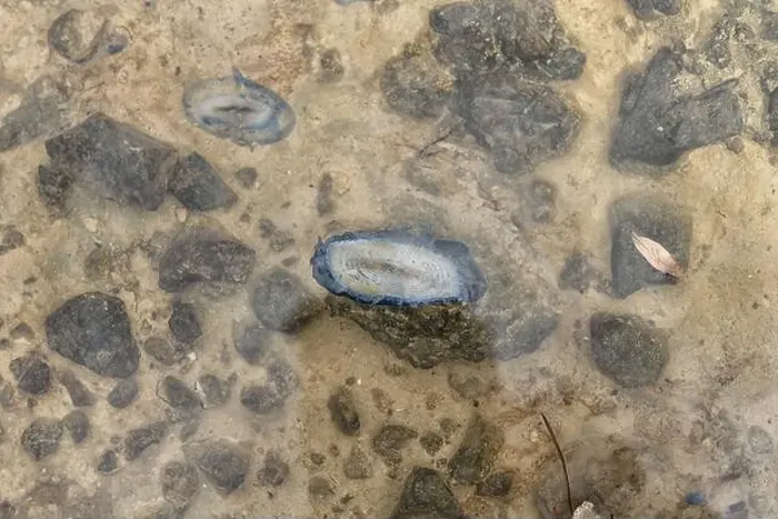 Framed Print : Close-up of Velella jellyfish floating in shallow coastal waters Framed Print : Close-up of Velella jellyfish floating in shallow coastal waters