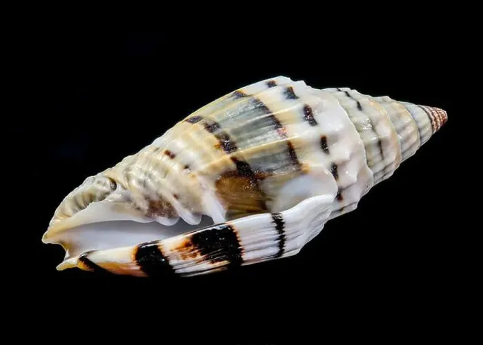 Framed Print : Close-up of a Vexillum balteolatum seashell with intricate ridges and dark brown bands Framed Print : Close-up of a Vexillum balteolatum seashell with intricate ridges and dark brown bands