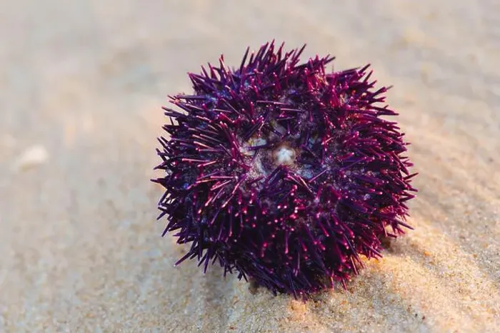 Framed Print : Close-up of a vibrant purple sea urchin resting on the sandy beach Framed Print : Close-up of a vibrant purple sea urchin resting on the sandy beach