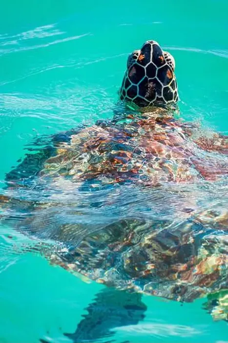 Framed Print : Close-up view of a beautiful adult sea turtle breaking through the surface to breathe, off the coast of Mauritius Framed Print : Close-up view of a beautiful adult sea turtle breaking through the surface to breathe, off the coast of Mauritius
