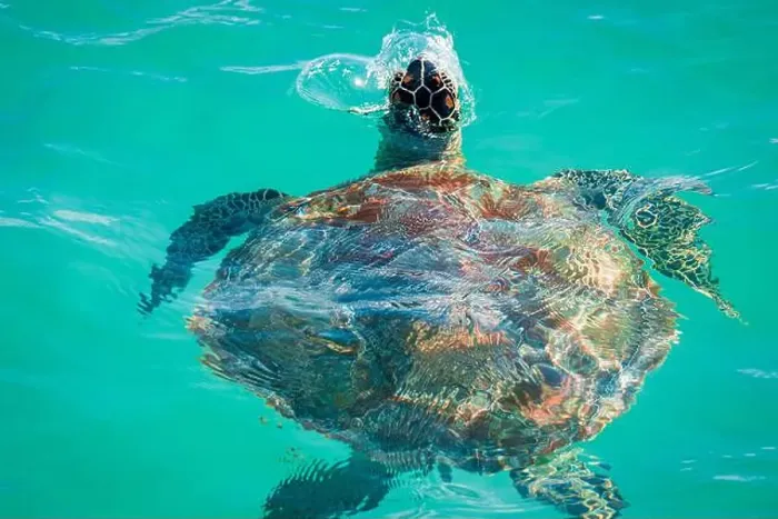 Framed Print : Close-up view of a beautiful adult sea turtle breaking through the surface to breathe, off the coast of Mauritius Framed Print : Close-up view of a beautiful adult sea turtle breaking through the surface to breathe, off the coast of Mauritius