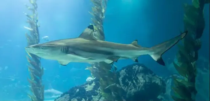 Framed Print : Close-up view of a Blacktip reef shark (Carcharhinus melanopterus) Framed Print : Close-up view of a Blacktip reef shark (Carcharhinus melanopterus)