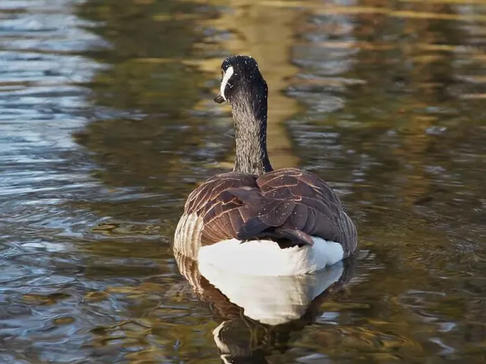 Framed Print : Close-up back view of a canadian goose (branta canadensis) on the pond in the Rheinaue park in Bonn Framed Print : Close-up back view of a canadian goose (branta canadensis) on the pond in the Rheinaue park in Bonn