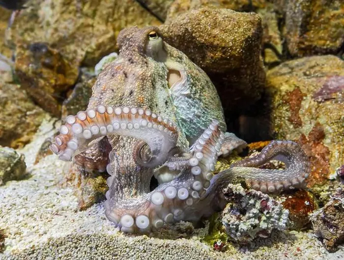 Framed Print : Close-up view of a Common Octopus (Octopus vulgaris) Framed Print : Close-up view of a Common Octopus (Octopus vulgaris)