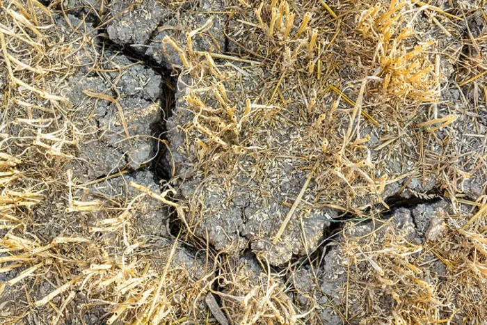 Framed Print : Close-up view from above of the cracked, dry soil in a field of wheat recently harvested in the french countryside Framed Print : Close-up view from above of the cracked, dry soil in a field of wheat recently harvested in the french countryside