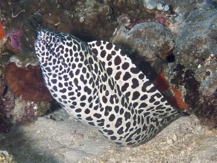 Framed Print : Close-up view of a large net moray eel (Gymnothorax favagineus) next to a coral reef