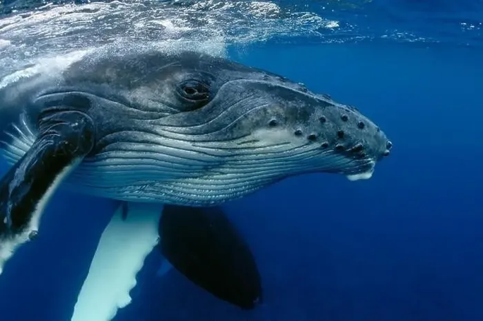 Framed Print : CLOSE-UP VIEW OF YOUNG HUMPBACK WHALE HEAD