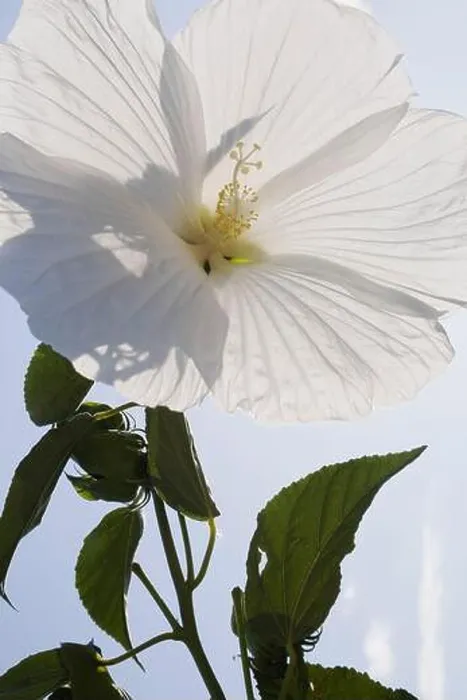 Framed Print : Close-up of a white Hibiscus flower in late summer Framed Print : Close-up of a white Hibiscus flower in late summer