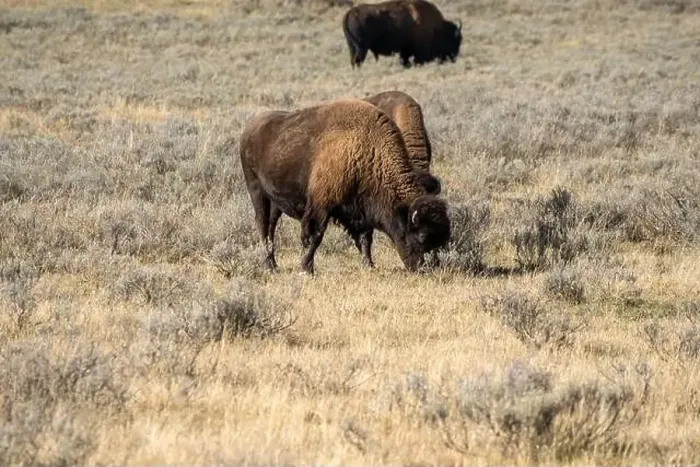 Framed Print : close-up of wild American Bison, Yellowstone National Park USA Framed Print : close-up of wild American Bison, Yellowstone National Park USA