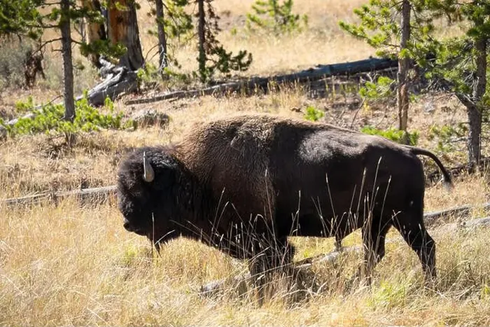 Framed Print : close-up of wild American Bison, Yellowstone National Park USA Framed Print : close-up of wild American Bison, Yellowstone National Park USA