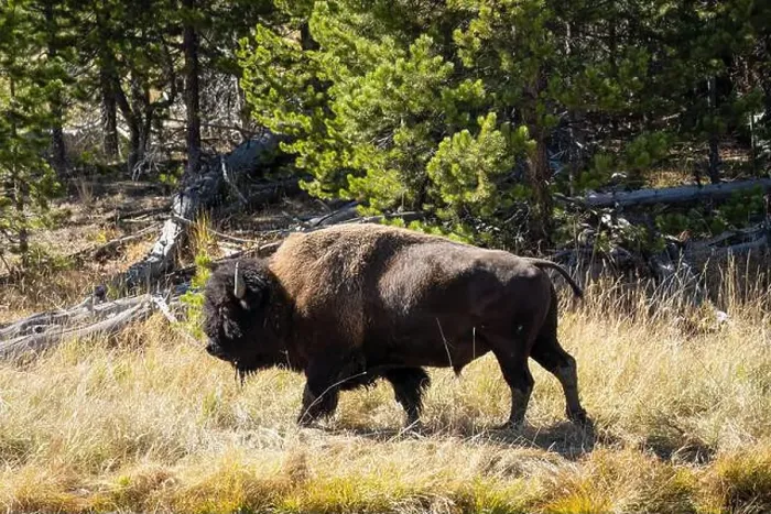 Framed Print : close-up of wild American Bison, Yellowstone National Park USA Framed Print : close-up of wild American Bison, Yellowstone National Park USA