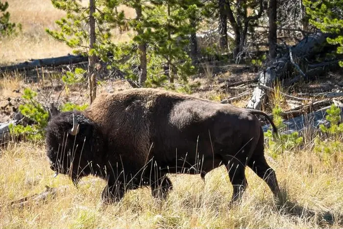 Framed Print : close-up of wild American Bison, Yellowstone National Park USA Framed Print : close-up of wild American Bison, Yellowstone National Park USA