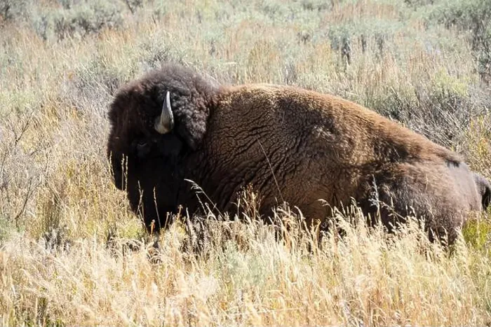 Framed Print : close-up of wild American Bison, Yellowstone National Park USA Framed Print : close-up of wild American Bison, Yellowstone National Park USA