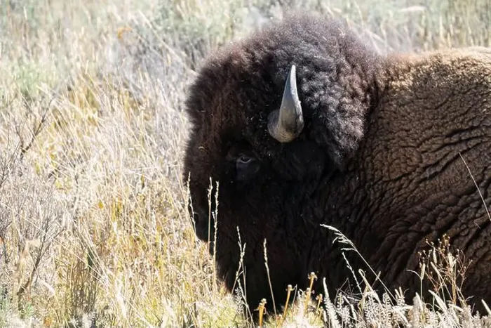 Framed Print : close-up of wild American Bison, Yellowstone National Park USA Framed Print : close-up of wild American Bison, Yellowstone National Park USA